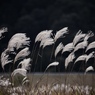 晩秋の光と風と