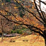晩秋の山間の公園風景③
