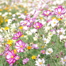 原っぱ南花畑４