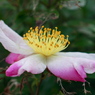 花粉