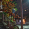 夜×紅葉×神社