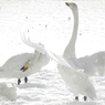 十二町潟水郷公園の白鳥