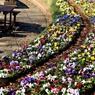 人待ち庭園の花達(私待つは、いつでも待つは♪）