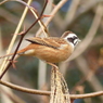 冬の里山で6(ホウジロ  食事中)