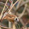 冬の里山で6(ホウジロ  食事中)