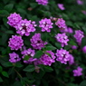 道端の花 (ピンク)