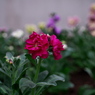 道端の花 (赤)