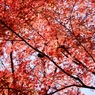 朱の光