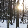 20110116-ある雪の朝の木漏れ日