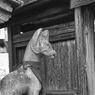 信太森葛葉稲荷神社 (2)