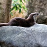 太陽にほえろ！シリーズ　カワウソ刑事（デカ）