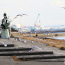 「群青」浜　辺　の　鳥・ウミネコ
