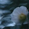 小春　サザンカ