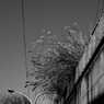 共生