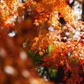 小春　紅葉