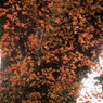 冬紅葉
