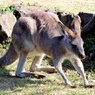 腕立て伏せをするカンガルー