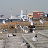 浜辺の鳥たちの「舞」？