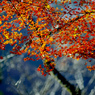 師走の紅葉狩り　_IGP4152zz