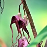 Ｘファイル植物②