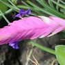 Ｘファイル植物④