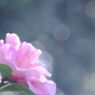 万物寒　サザンカ