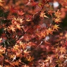 名残紅葉１