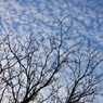 見上げればひつじ雲
