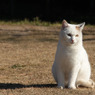 江ノ島猫　見晴らし公園