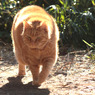 江ノ島猫　こ！こ！こわい～～～