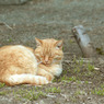 江ノ島公園猫