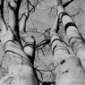 「新春散歩photo」 (film:HR20)