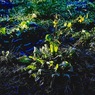 写真句：希望の光 2021