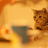 猫視眈々。