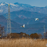 2021年冬　白鳥など。-12