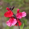 秋の名残の花