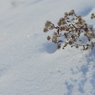 雪と花束