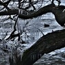 樹木しぶき氷　１