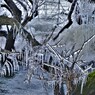 樹木しぶき氷　４