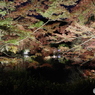 ライトアップ紅葉の薬師池５
