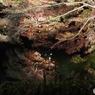 ライトアップ紅葉の薬師池６