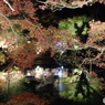 ライトアップ紅葉の薬師池８