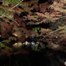 ライトアップ紅葉の薬師池９