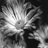 「菊（屋内）」 (film:HR20)
