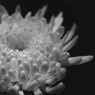 「菊（屋内）」 (film:HR20)