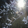 plum blossom