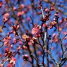 梅の季節がやって来た：八重寒紅 ①