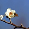 梅の季節がやって来た：八重野梅に蜜蜂