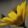 冬の華　１