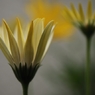 冬の華　２
